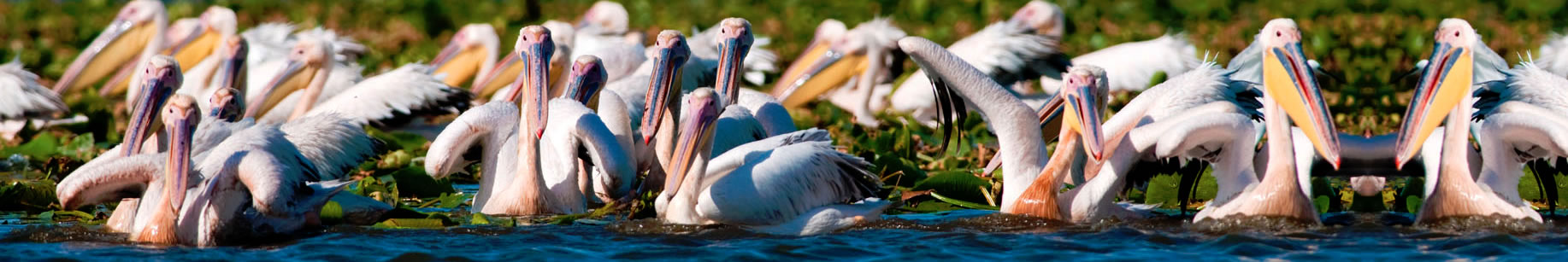 Pelicani in Delta Dunarii